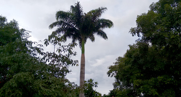 No quintal a exuberância da palmeira e das árvores de diversos tipos 